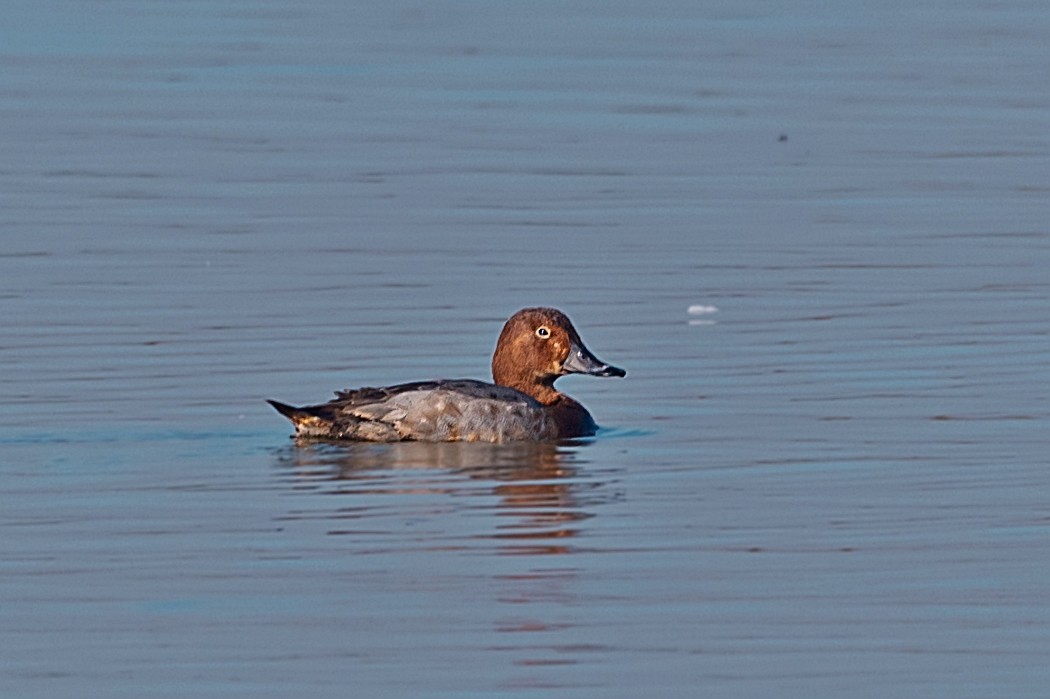 Common Pochard - ML508428811