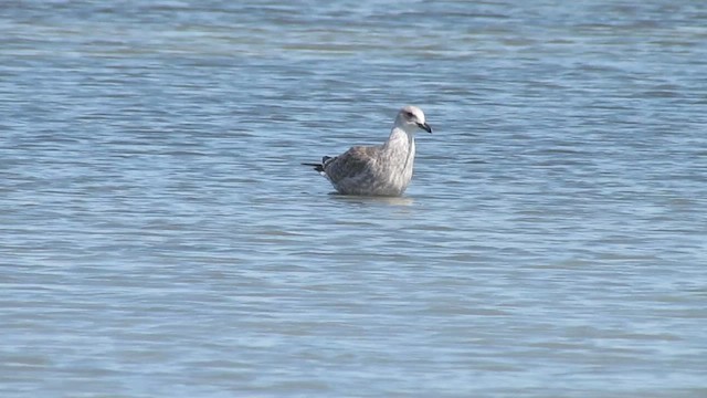 Caspian Gull - ML508429611