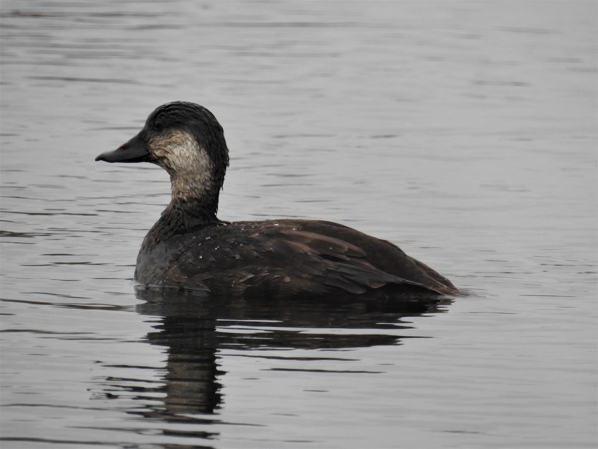 Black Scoter - ML508430201