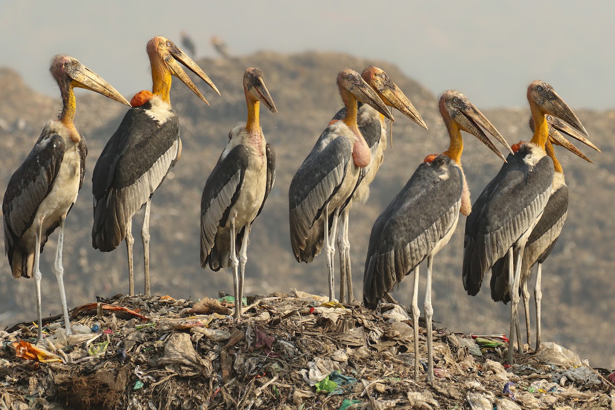 Greater Adjutant - Frank Thierfelder