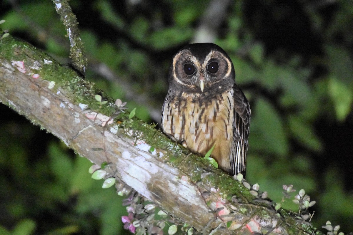 Mottled Owl - Philippe Loyoddin