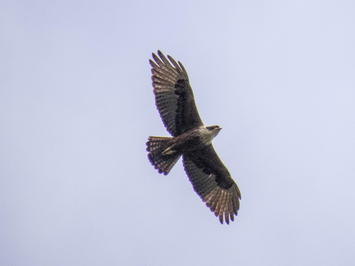 Rufous-bellied Eagle - ML508433661