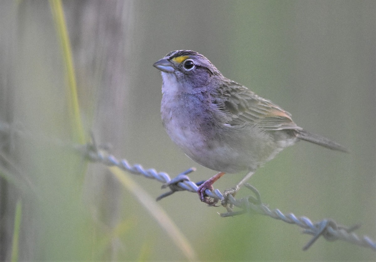 Grassland Sparrow - Philippe Loyoddin