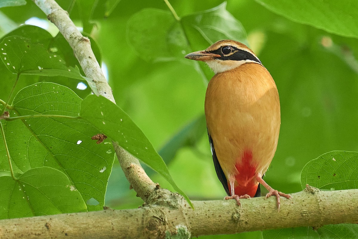 Indian Pitta - ML508434231