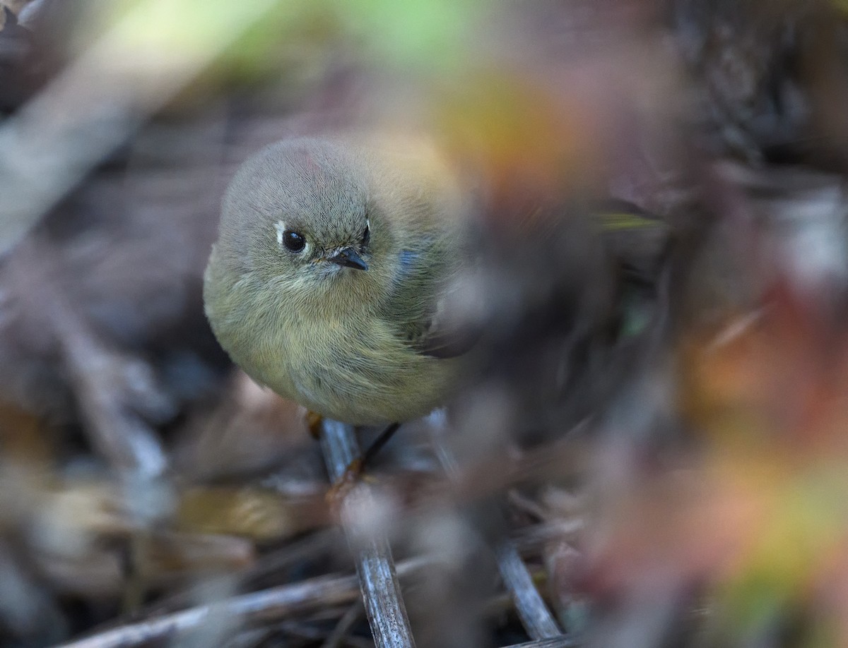 Ruby-crowned Kinglet - ML508434341