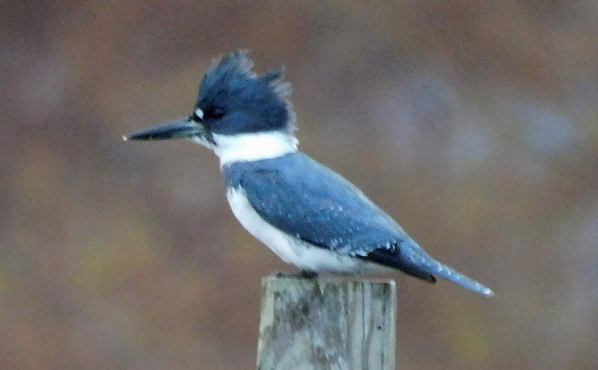 Belted Kingfisher - ML508435951