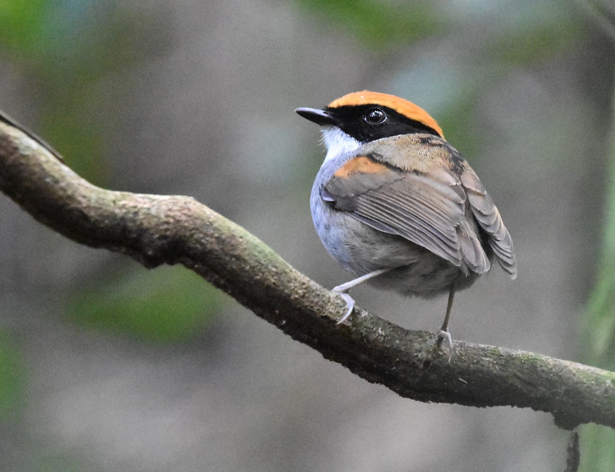 Black-cheeked Gnateater - ML508437431