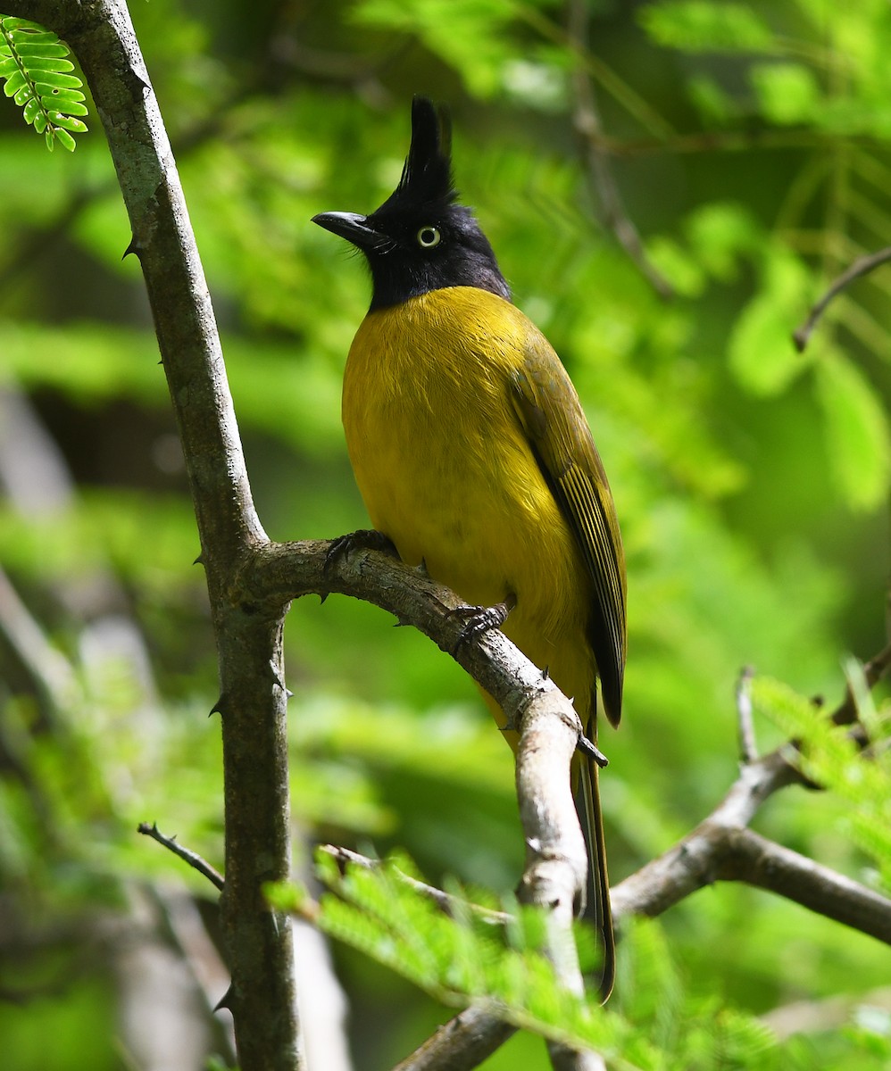 Black-crested Bulbul - ML508437581