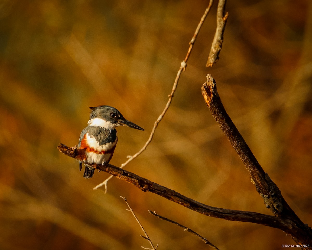 Belted Kingfisher - ML508437891
