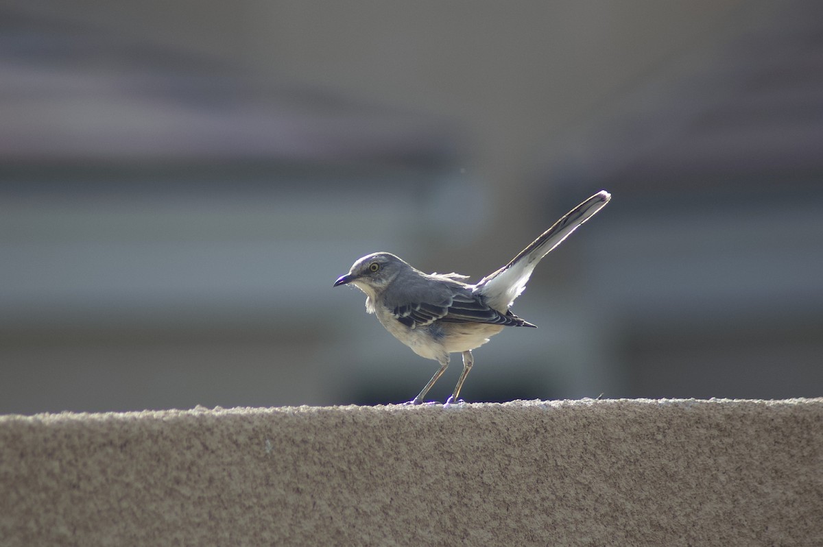 Northern Mockingbird - ML508438951