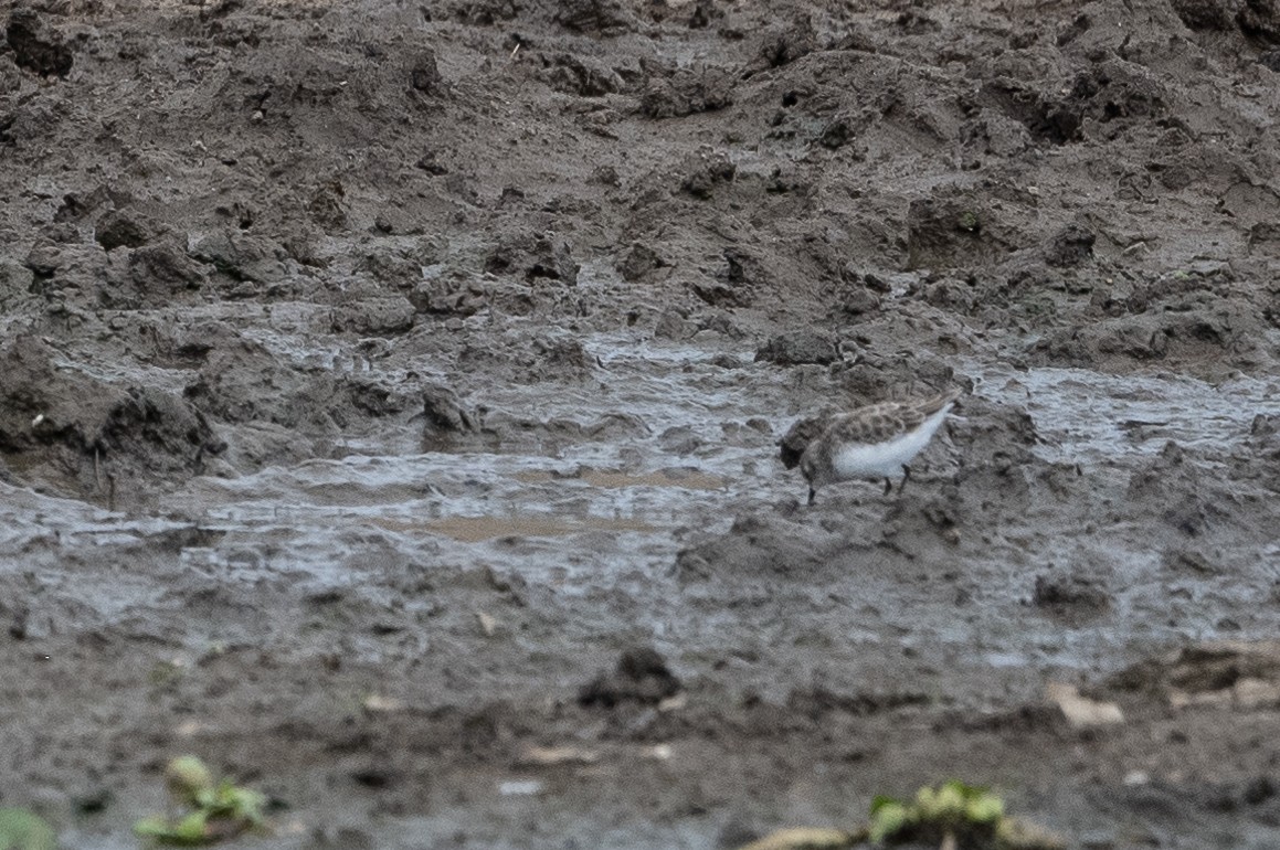 Little Stint - ML508439091