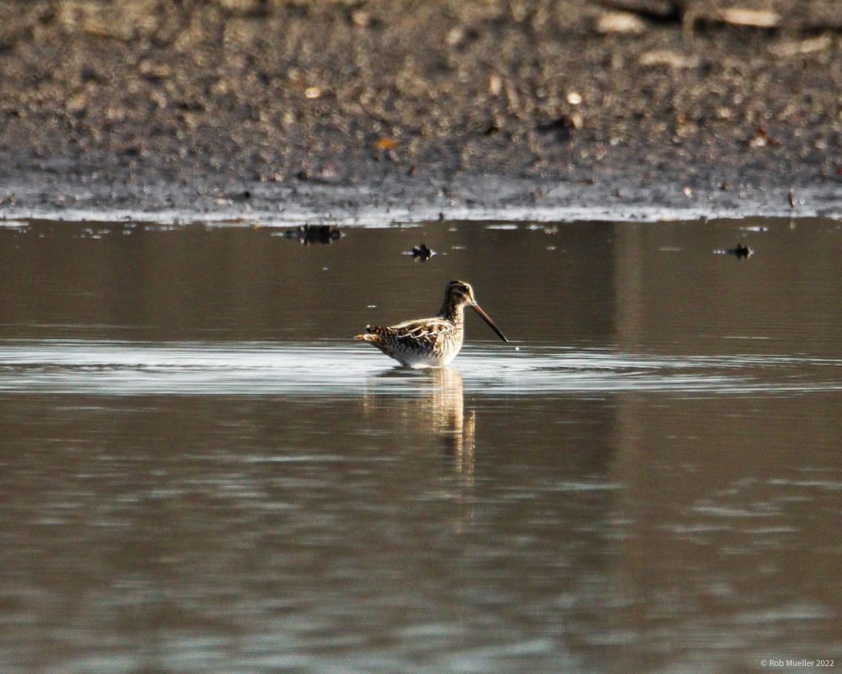 Wilson's Snipe - ML508439451