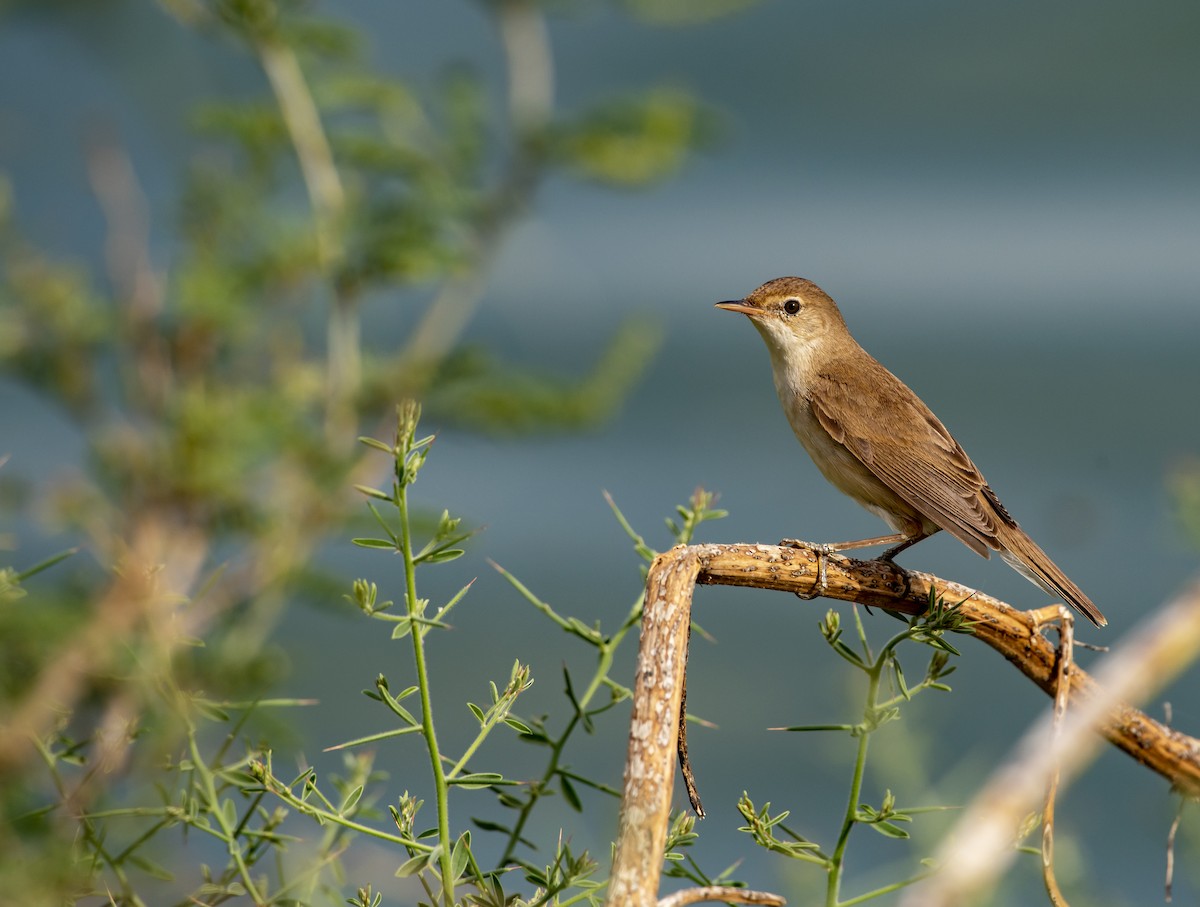 Common Reed Warbler - ML508440861