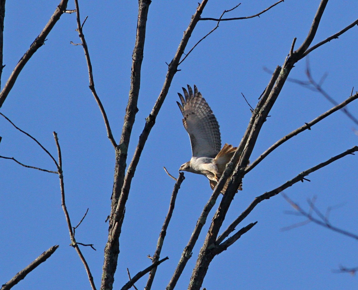 Red-tailed Hawk - ML508441181