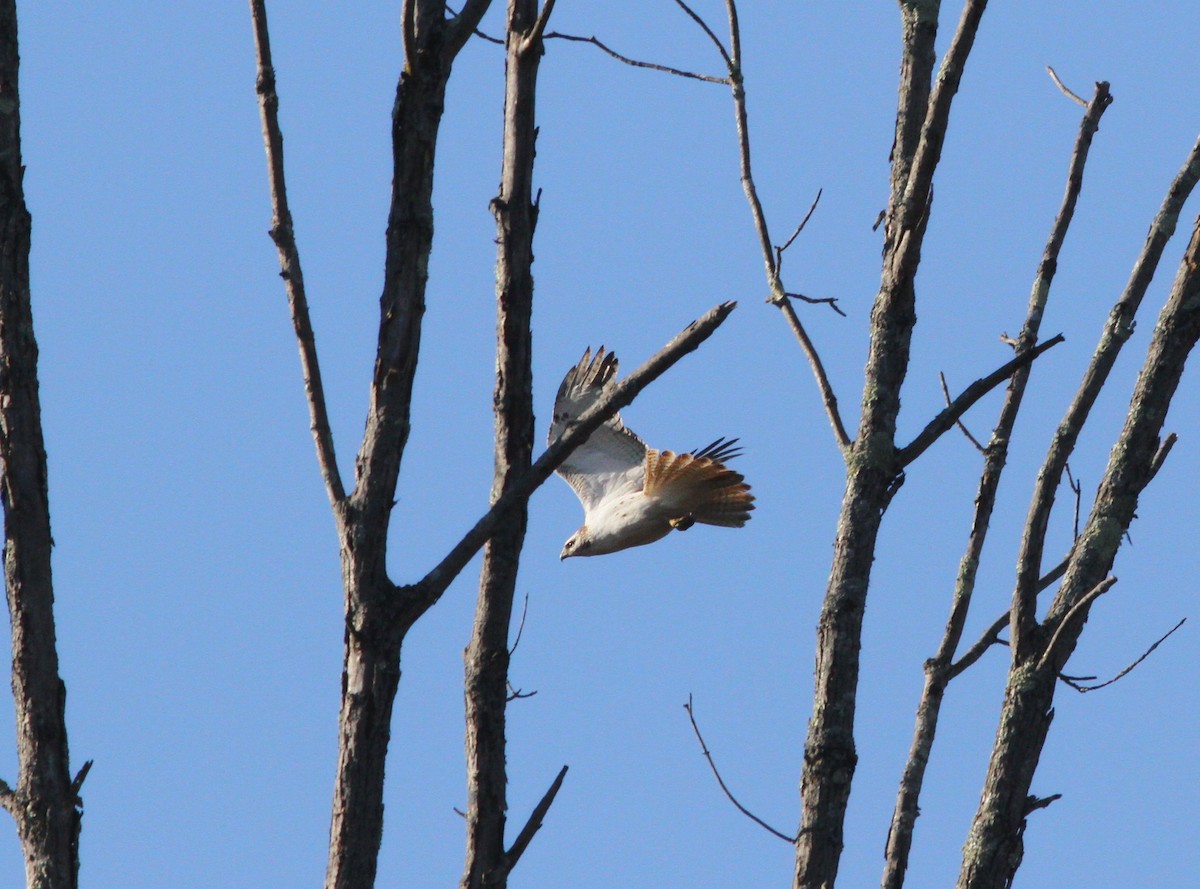 Red-tailed Hawk - ML508441191
