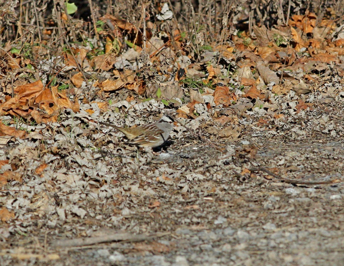 White-crowned Sparrow - ML508441661