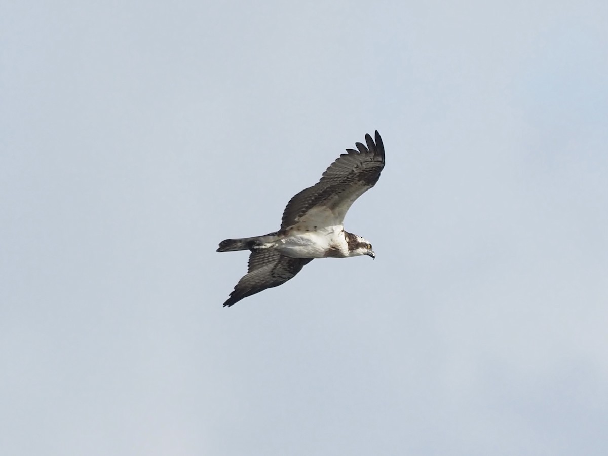 Osprey - ML508442871