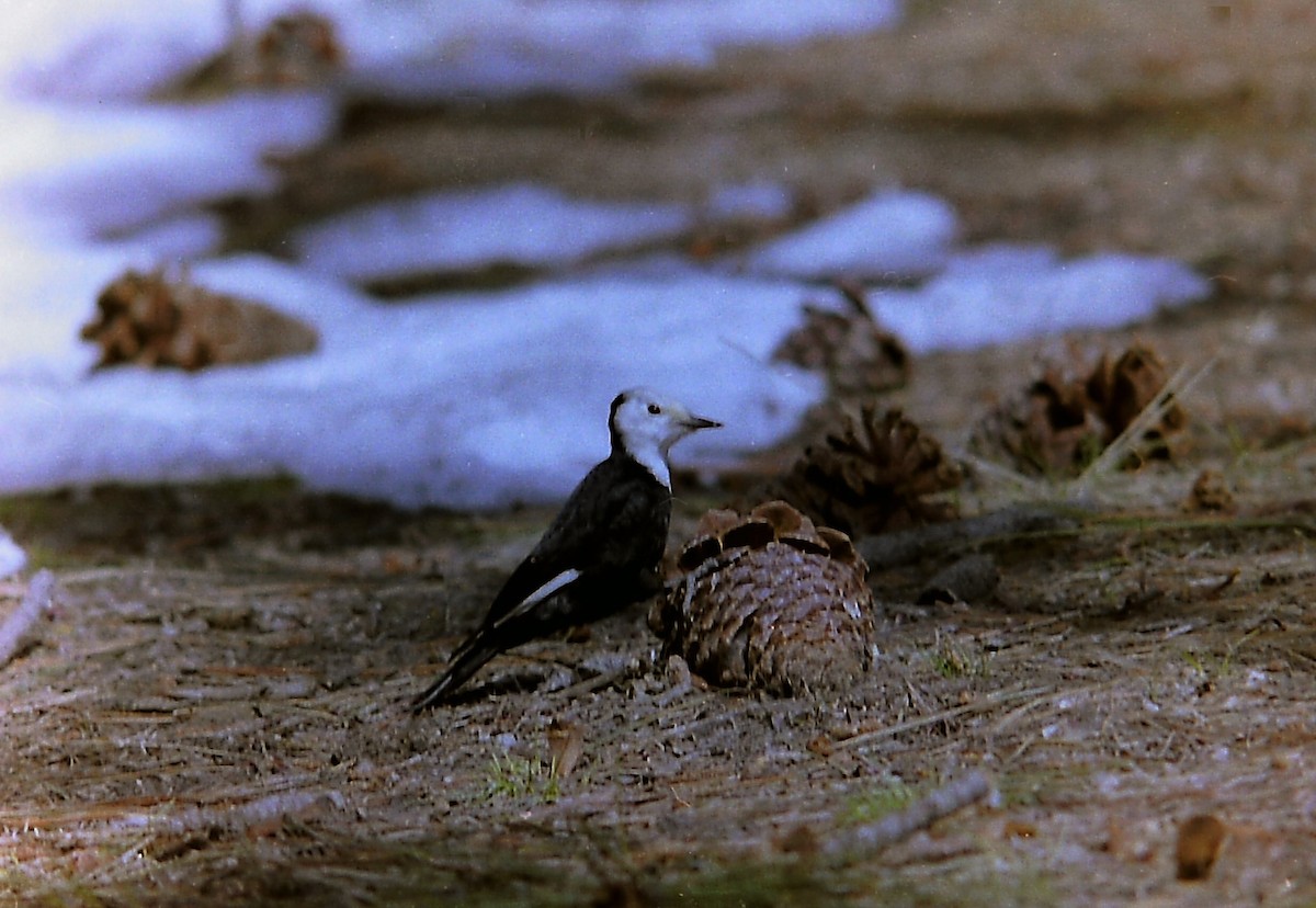 White-headed Woodpecker - Mick Mellor