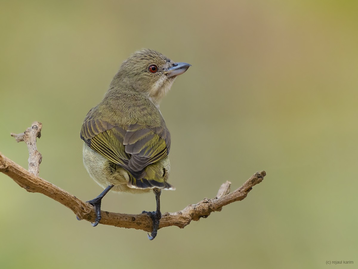 Thick-billed Flowerpecker - Rejaul Karim