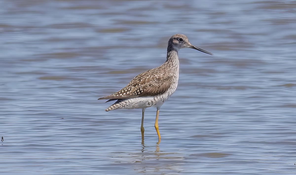 Greater Yellowlegs - ML508443401