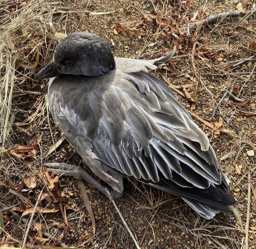 American Wigeon - ML508443441