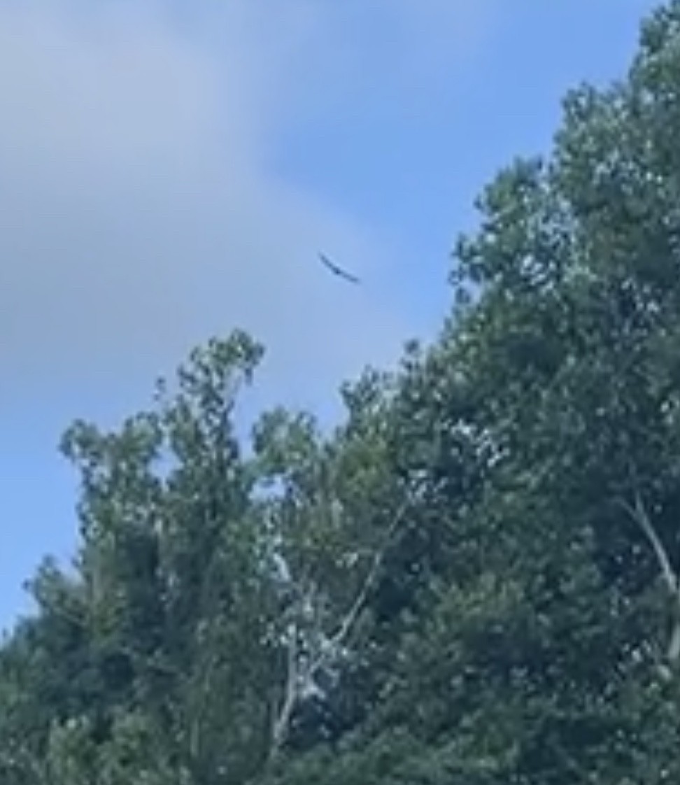 Mississippi Kite - ML508443481