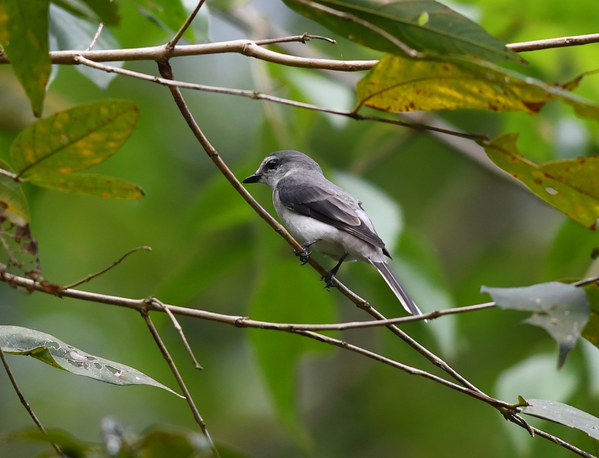 Ashy Minivet - Joshua Vandermeulen