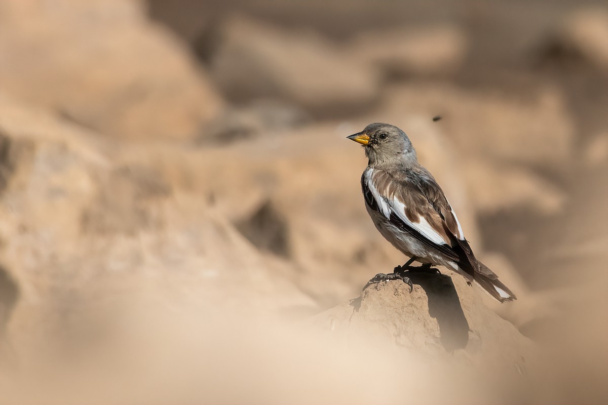 White-winged Snowfinch - ML508445051