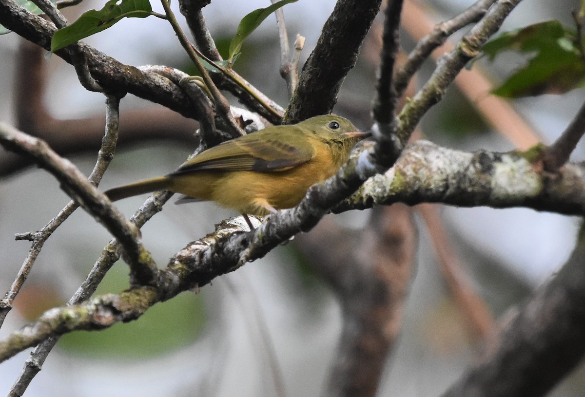 Ochre-bellied Flycatcher - ML508446371