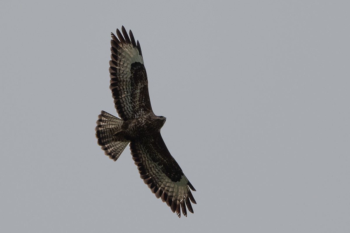Common Buzzard - Stephen Davies