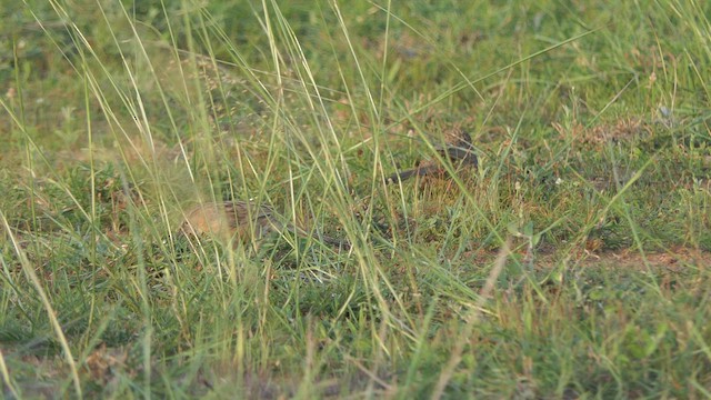 Common Babbler - ML508448161