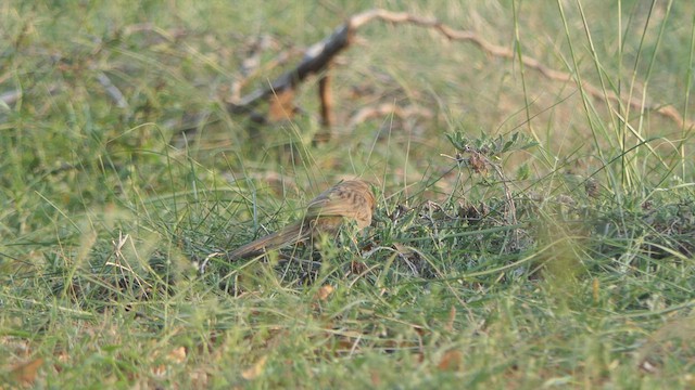 Common Babbler - ML508448461