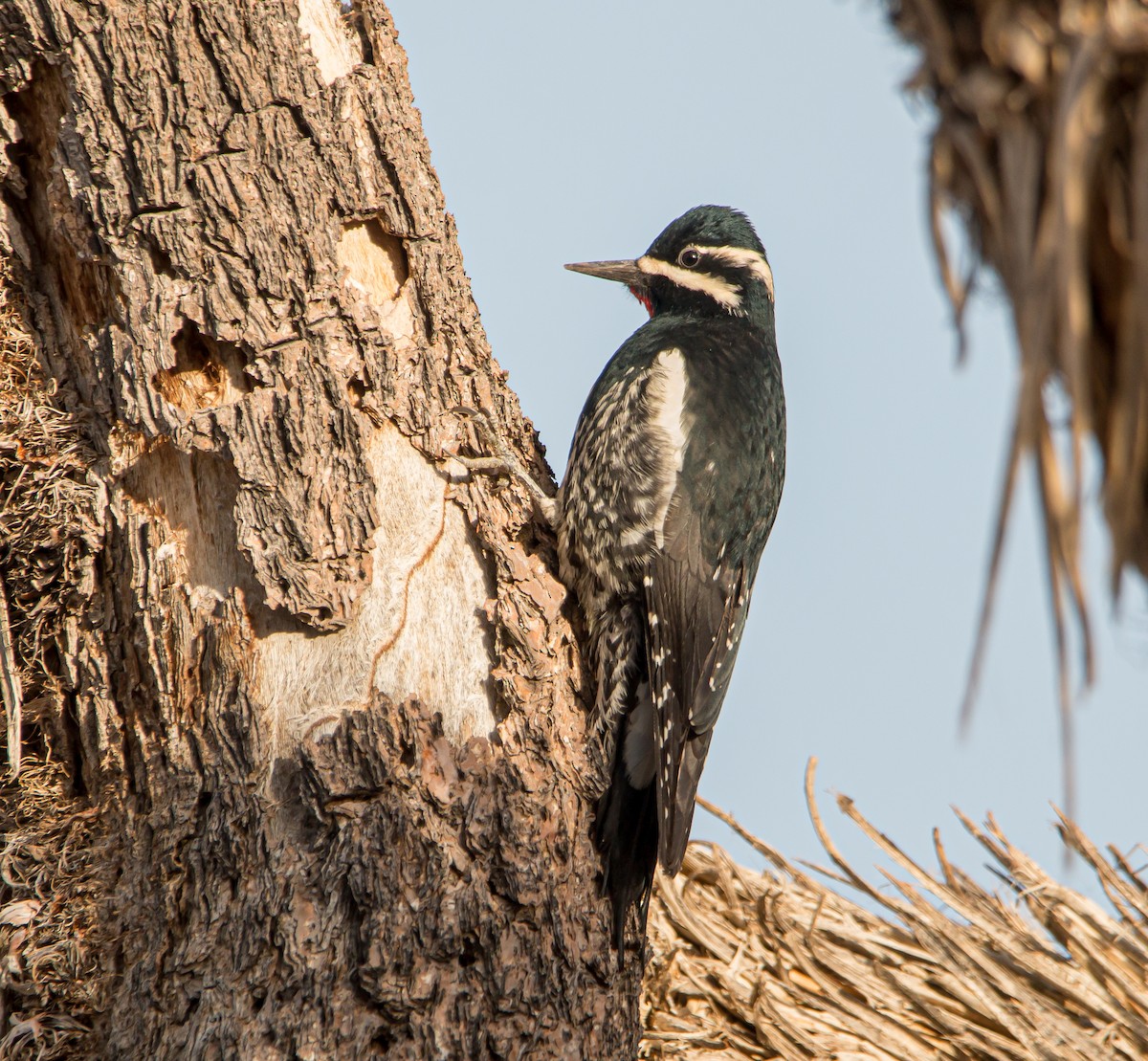 Williamson's Sapsucker - Braxton Landsman