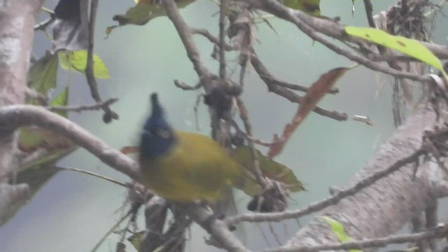 Black-crested Bulbul - ML508449361