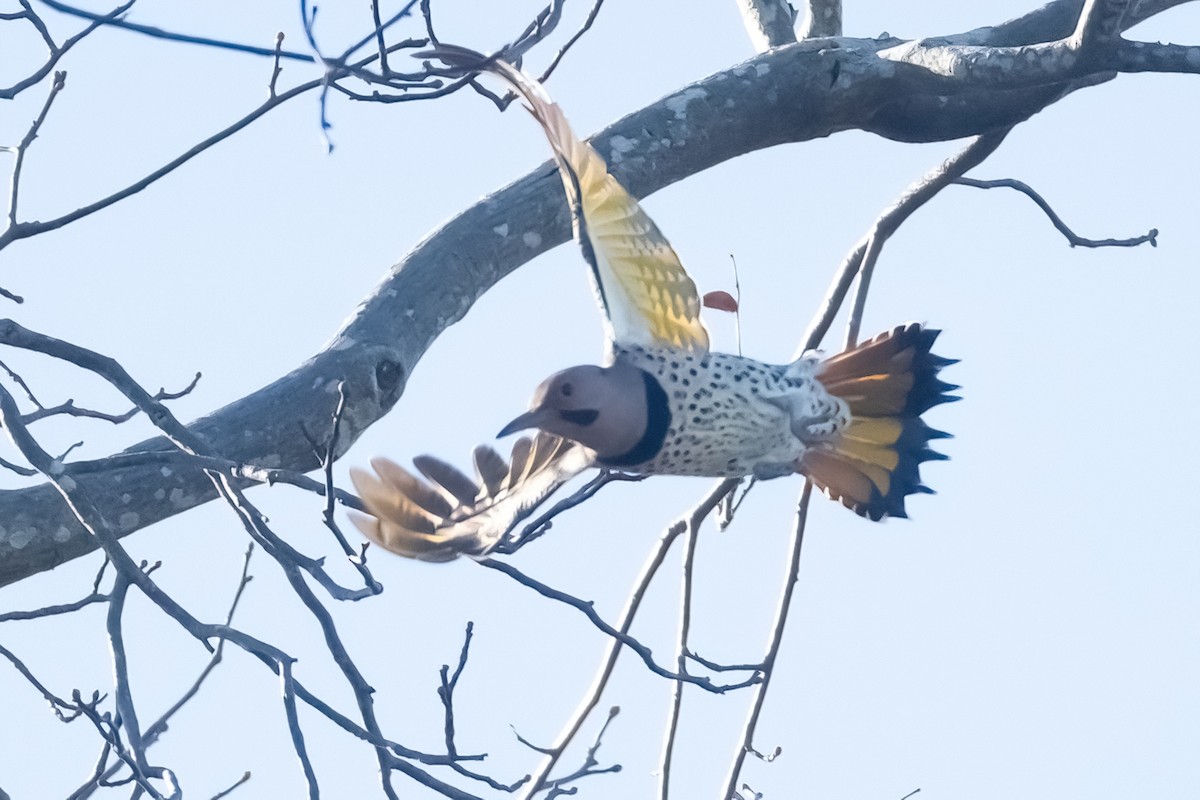 Northern Flicker - ML508449391