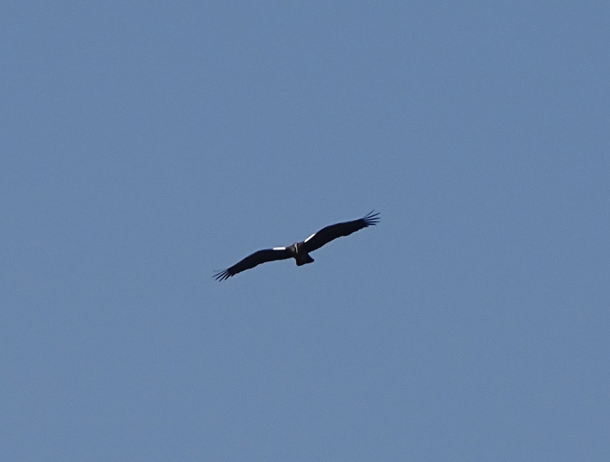 Red-naped Ibis - RIAZUL ISLAM