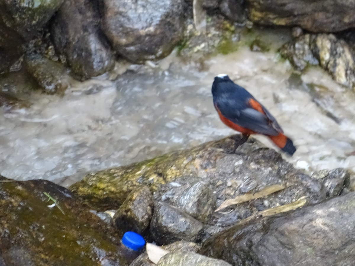 White-capped Redstart - RIAZUL ISLAM