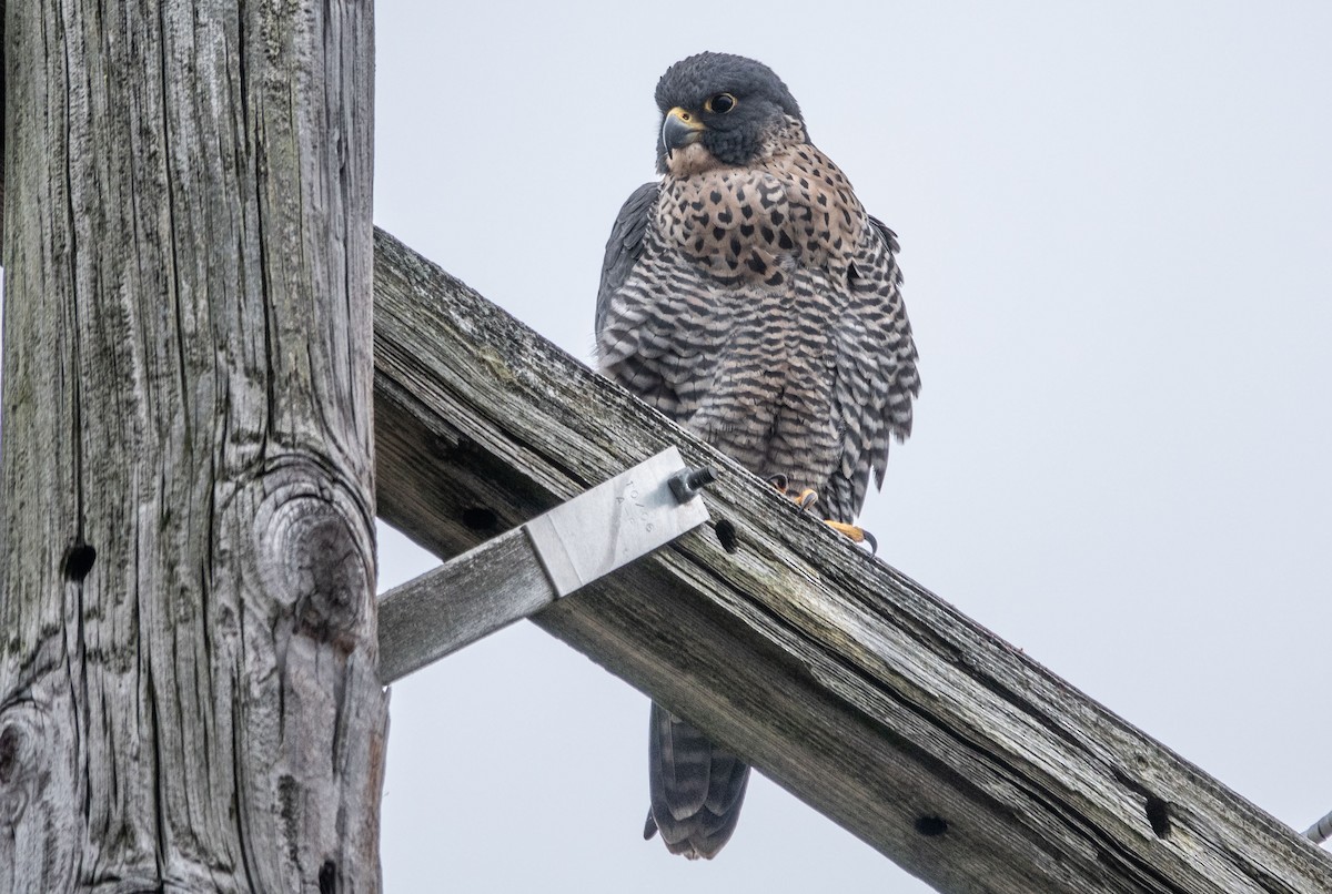 Peregrine Falcon - Gale VerHague