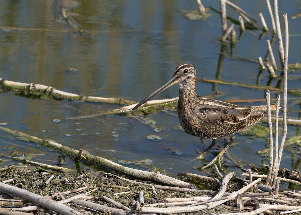 Common Snipe - ML508452061