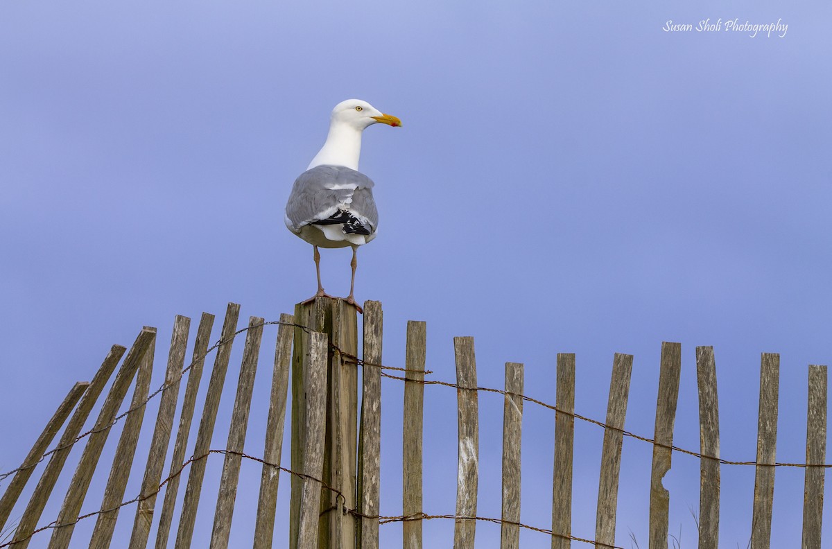 Herring Gull - ML508452681