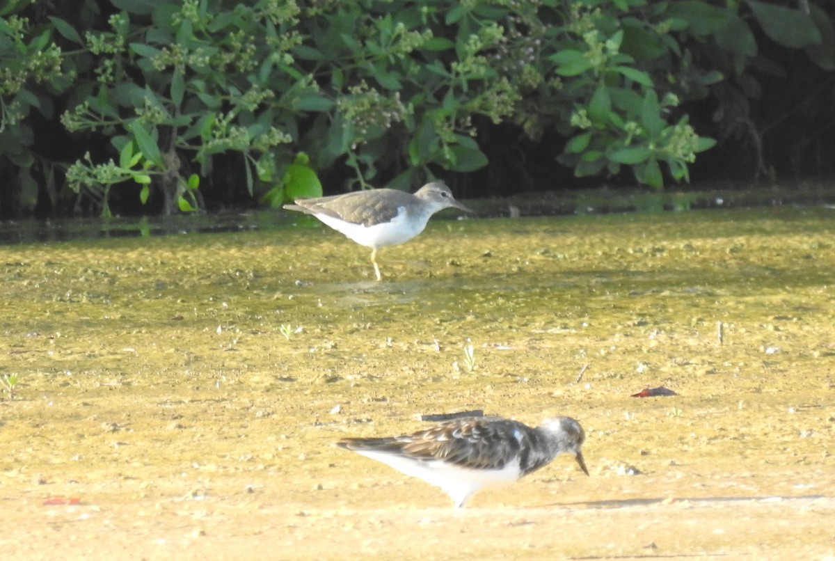 Spotted Sandpiper - ML508453001