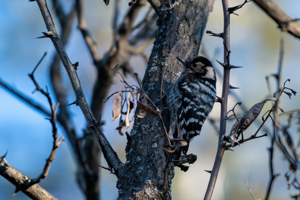 Lesser Spotted Woodpecker - ML508453151