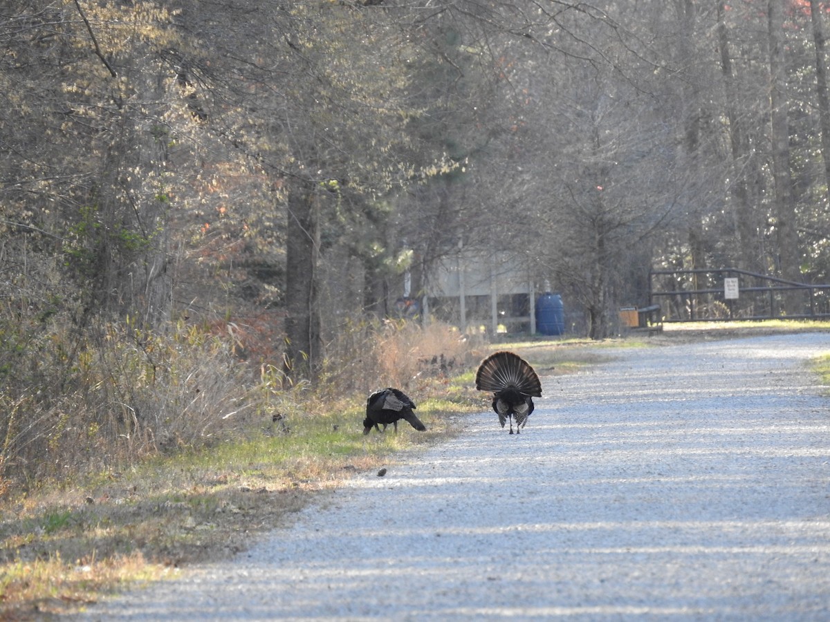 Wild Turkey - ML50845381