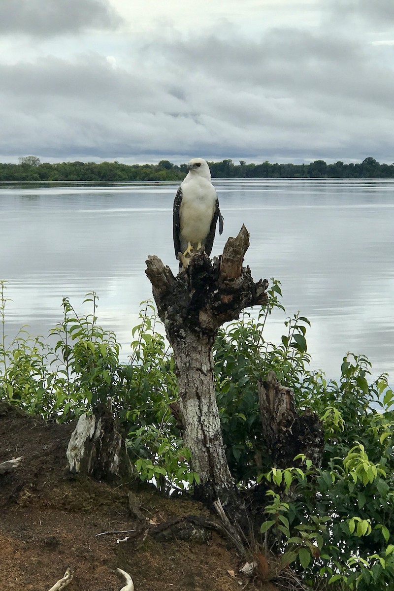 White Hawk - ML508454051