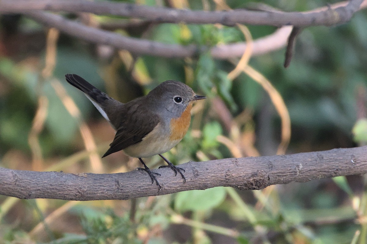 Red-breasted Flycatcher - ML508454301
