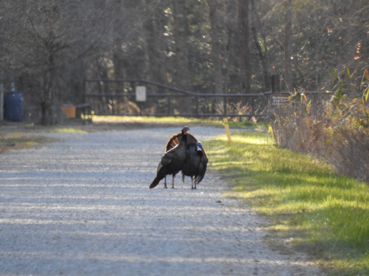 Wild Turkey - ML50845431