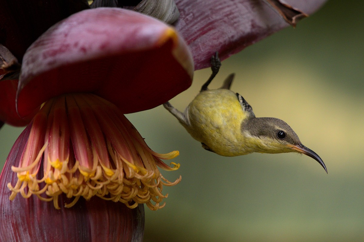 Purple Sunbird - Harshvardhan Sharma