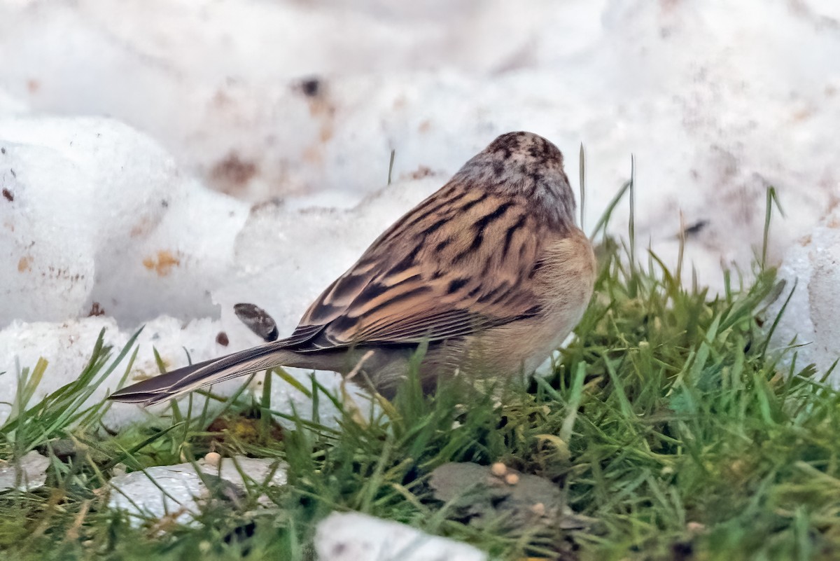 Clay-colored Sparrow - ML508454521