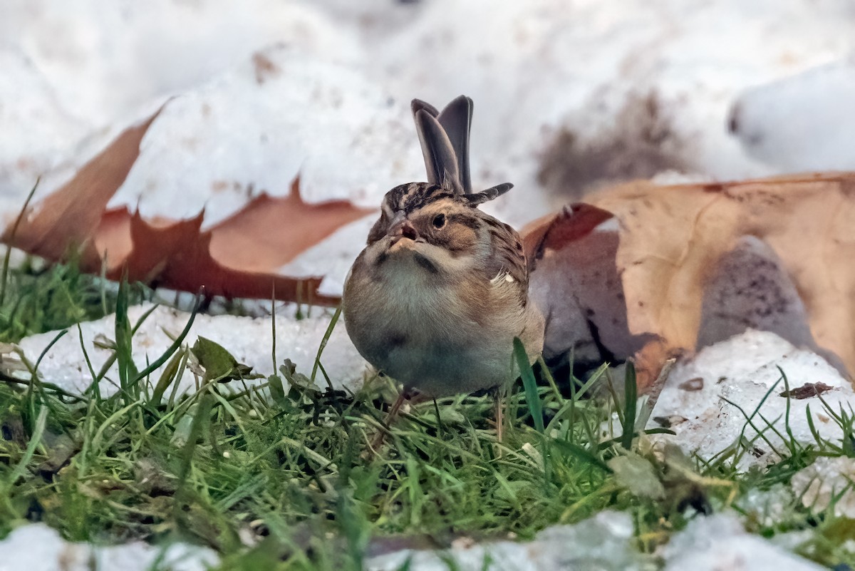 Clay-colored Sparrow - ML508454531