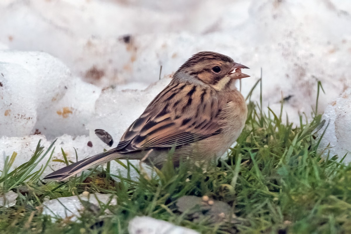 Clay-colored Sparrow - Carl Carbone